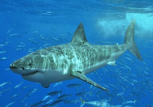 Судостроительные разработки помогут австралийским дайверам защититься от акул