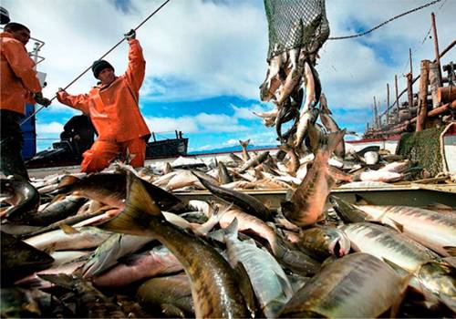 В России определят лучший рыбный продукт