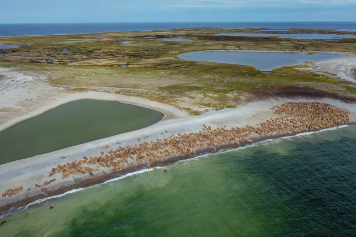 'Газпром нефть шельф' представил экологические программы для Баренцева моря