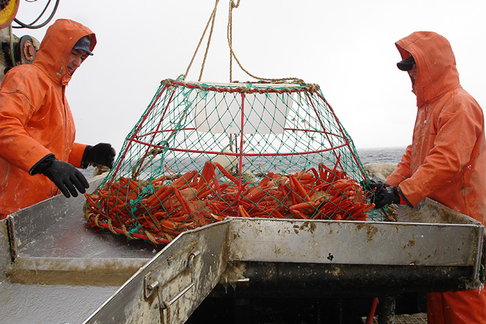 Добыча краба-стригуна конусными ловушками в Охотском море