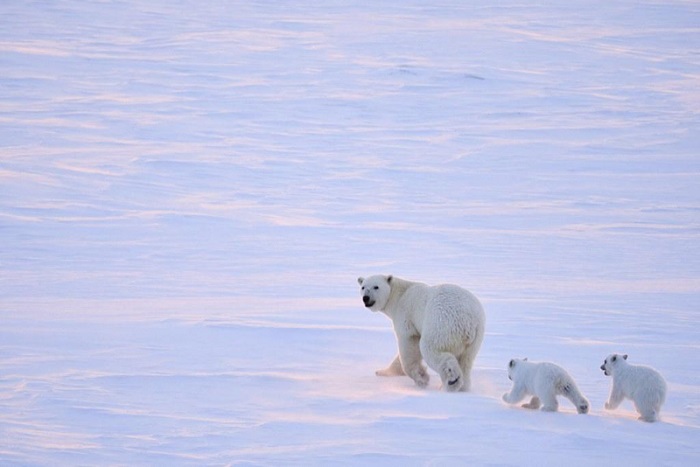 Белые медведи наблюдают за работой ледокола "Виктор Черномырдин"