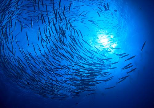 На МРФ-2018 обсудят влияние изменения климата на мировое рыболовство