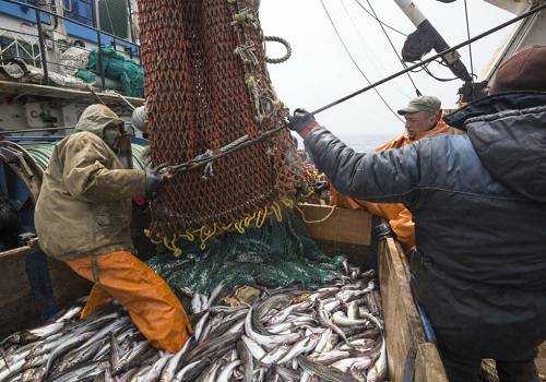 Российские рыбаки завершили год ростом добычи на 1,3%