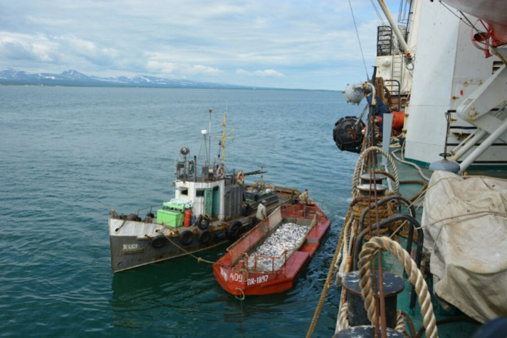 Российские рыбаки увеличили объем добычи водных биоресурсов на 11,7%
