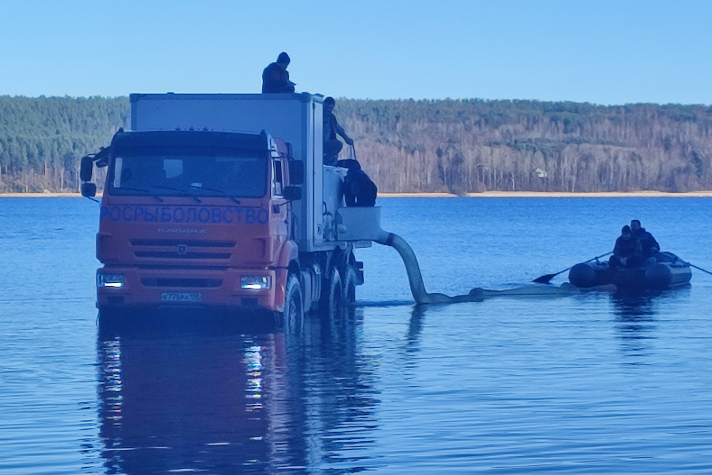 Корабелы ВСЗ выпустили мальков судака в озеро Нахимовское